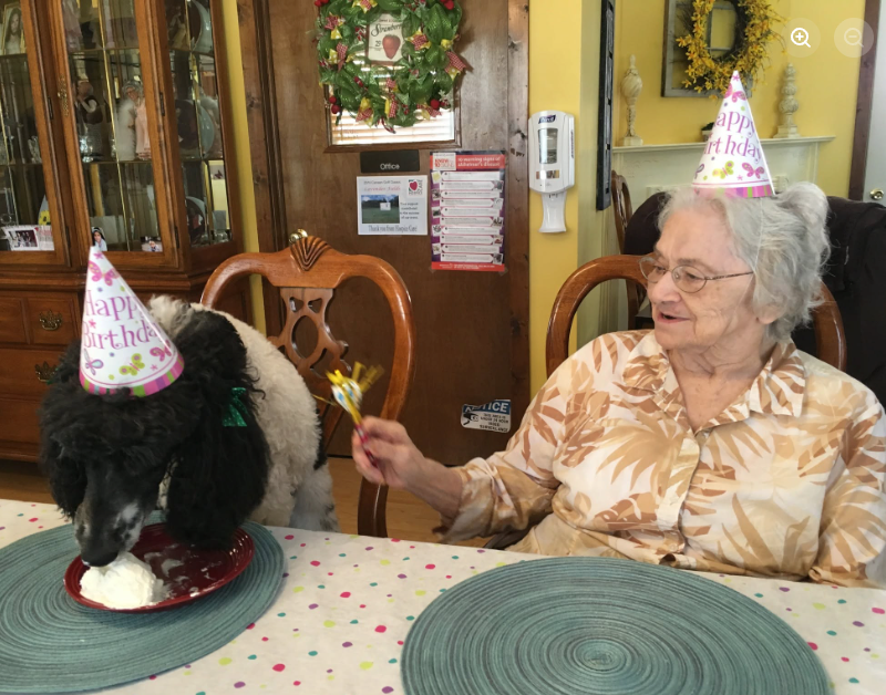 A resident and a black and white poodle both wearing birthday hats, celebrating together at the dining table